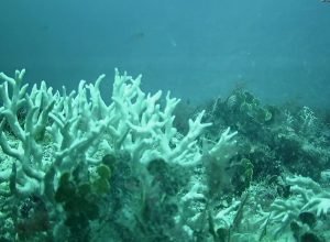 bndes amplia-investimentos-na-protecao-de-corais-e-ilhas-oceanicas