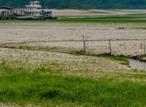 amazonia-apresenta-sinais-de-adaptacao-as-mudancas-climaticas