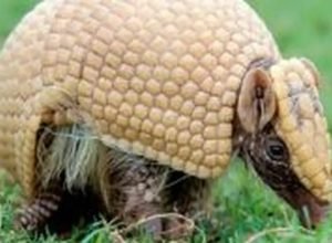 mascote-da-copa,-tatu-bola-continua-ameacado-e-tera-plano-de-protecao